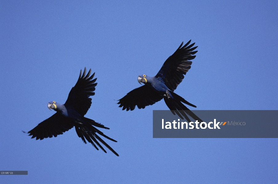 Par de guacamayo (Anodorhynchus hyacinthinus) Jacinto volando, Pantanal, Brasil