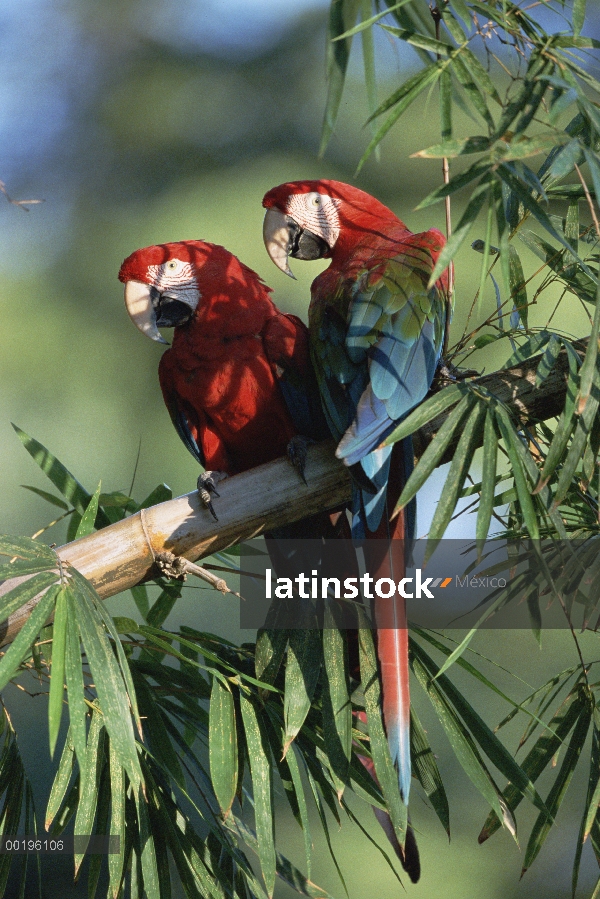 Rojo y par de Guacamaya verde (Ara chloroptera), Pantanal, Brasil