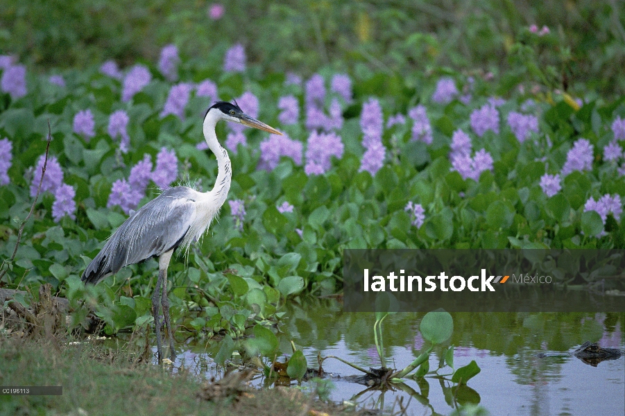 Garza de cuello blanco (Ardea cocoi), el Pantanal, Brasil