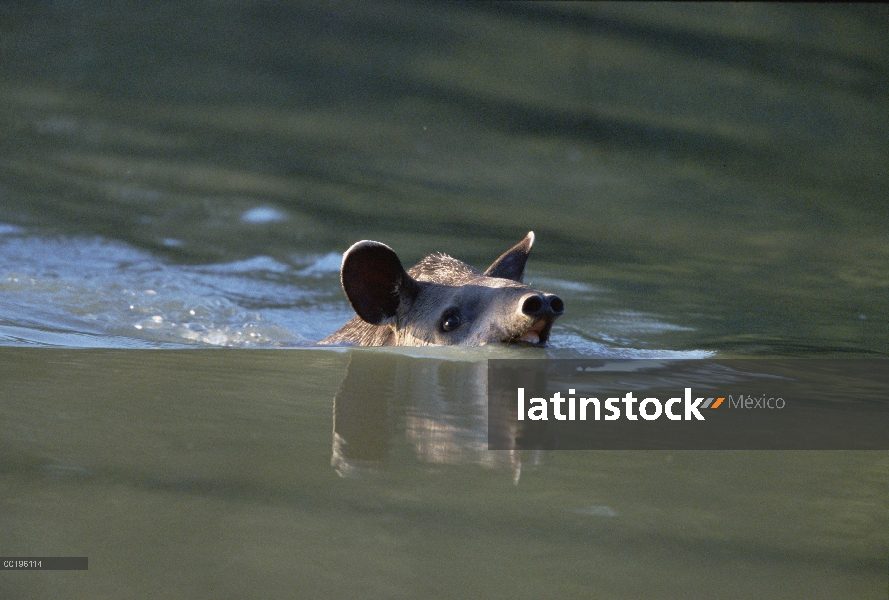 Natación jóvenes de danta (Tapirus terrestris), Pantanal, Brasil