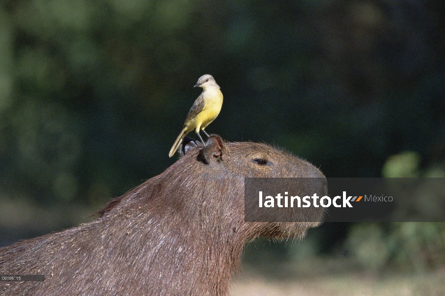 Tirano de ganado (Machetornis rixosa) en Carpincho (Hydrochoerus hydrochaeris), el Pantanal, el Bras