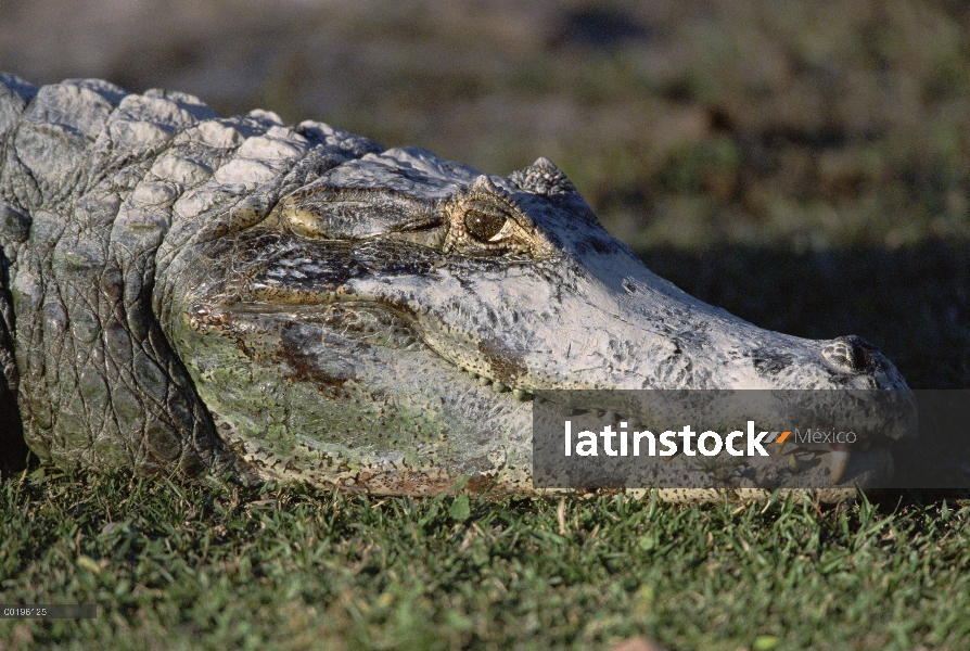 Caimán de anteojos (Caiman crocodilus) descansando sobre la hierba, retrato, vista lateral, Pantanal