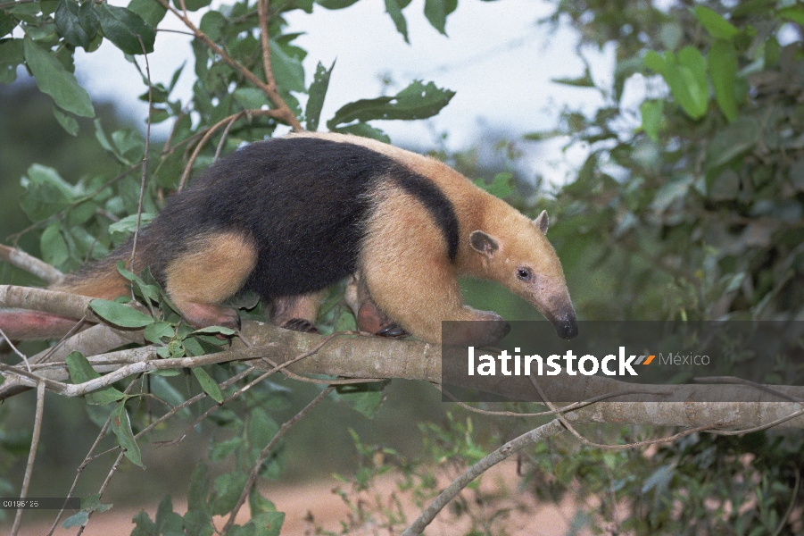 Sur oso hormiguero (Tamandua tetradactyla) en rama, Pantanal, Brasil