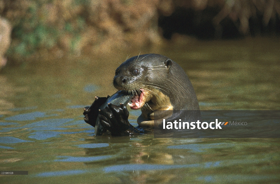 Nutria gigante de río (Pteronura brasiliensis) comiendo cabrillas Piraña (Pygocentrus piraya), Panta