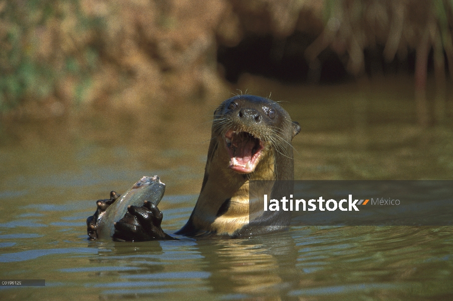 Nutria gigante de río (Pteronura brasiliensis) comiendo cabrillas Piraña (Pygocentrus piraya), Panta