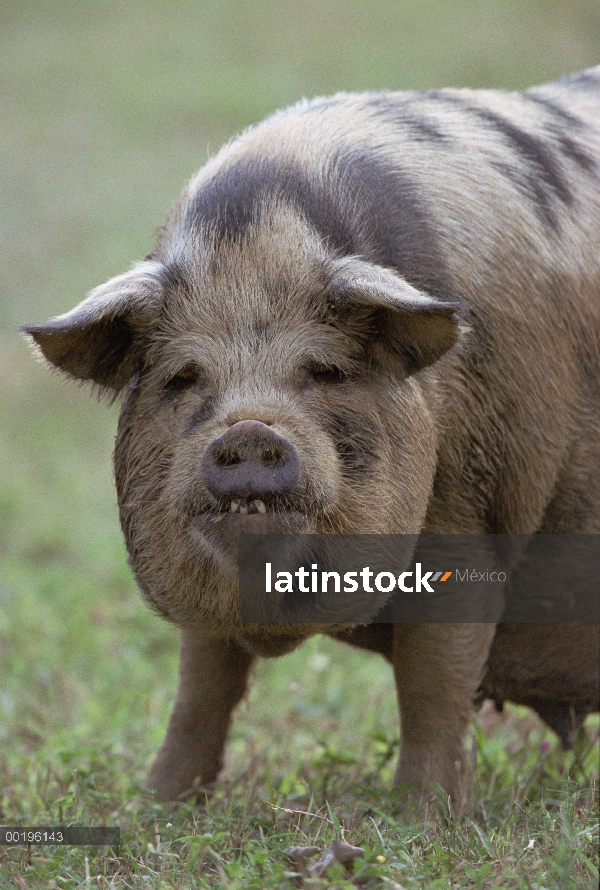 Retrato de cerdo (Sus scrofa domesticus) doméstica, Pantanal, Brasil