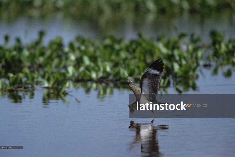 Podager Nighthawk (Podager Podager) filtrado agua, Pantanal, Brasil