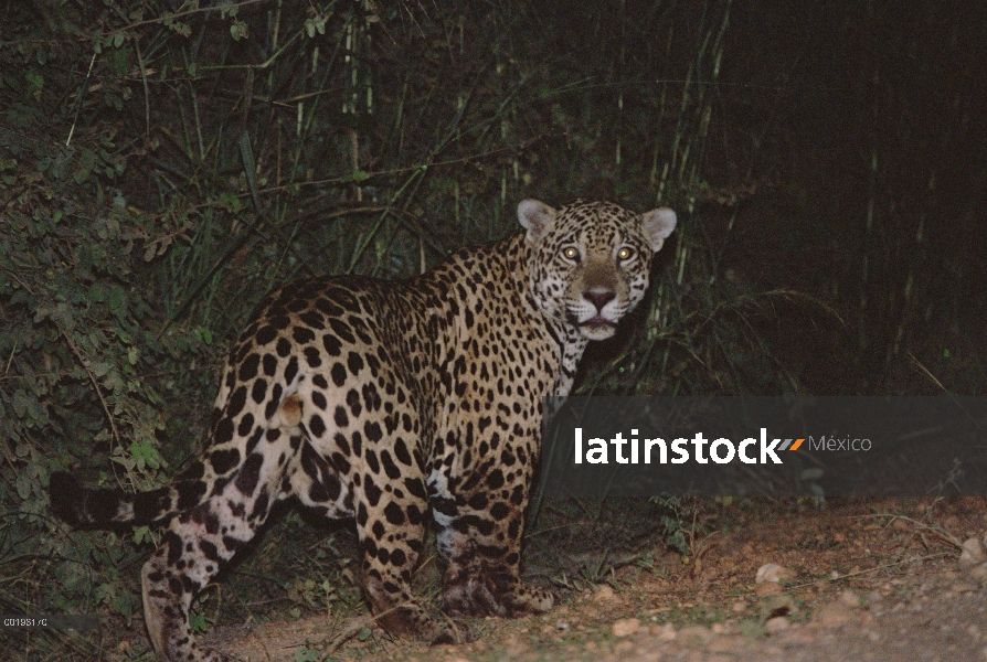 Ojos de Jaguar (Panthera onca), brillando en la oscuridad, Pantanal, Brasil