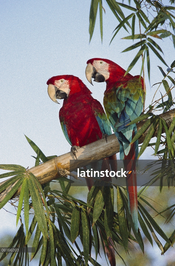 Rojo y par de Guacamaya verde (Ara chloroptera), Pantanal, Brasil