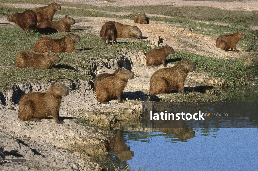 Grupo capibara (Hydrochoerus hydrochaeris), Pantanal, Brasil