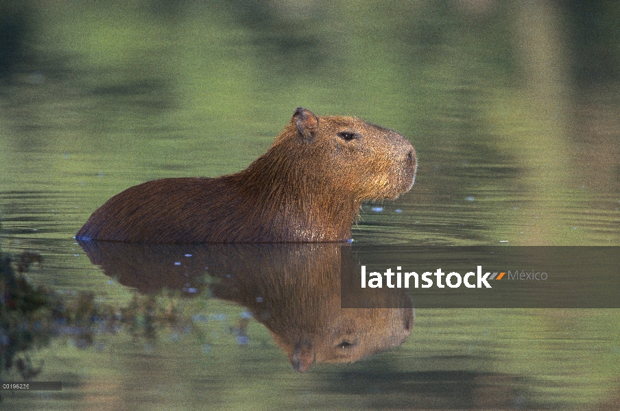 Carpincho (Hydrochoerus hydrochaeris) vadeando a través del agua, Pantanal, Brasil