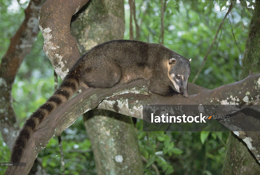 Coatimundi (Nasua nasua) en el árbol, Pantanal, Brasil