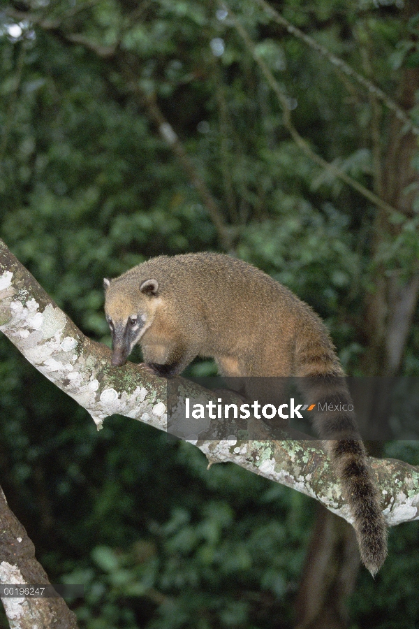 Coatimundi (Nasua nasua) en el árbol, Pantanal, Brasil