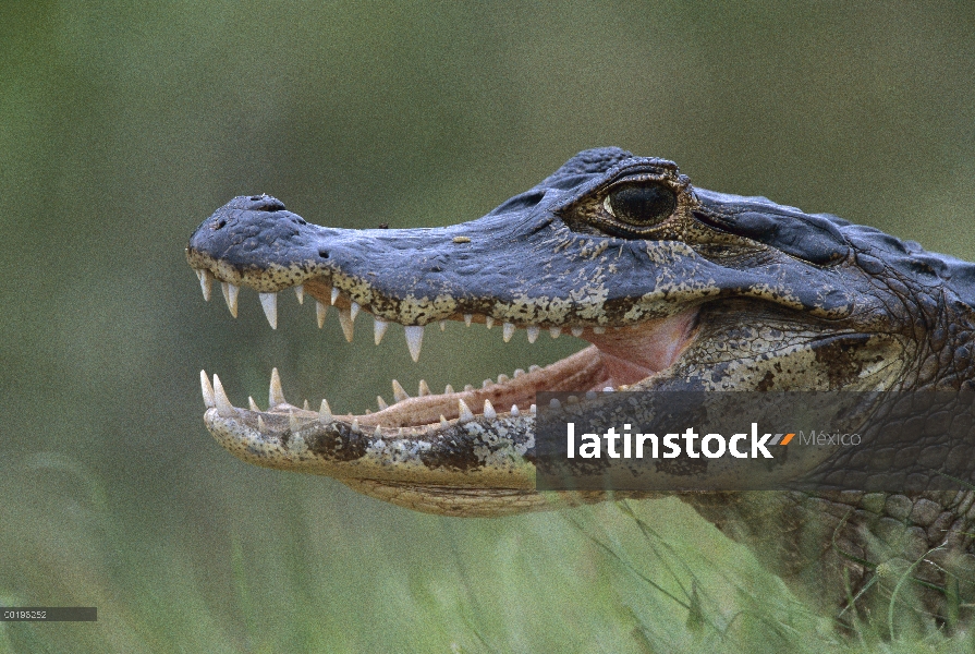 Caimán de anteojos (Caiman crocodilus) jadeando a thermoregulate, Pantanal, Brasil