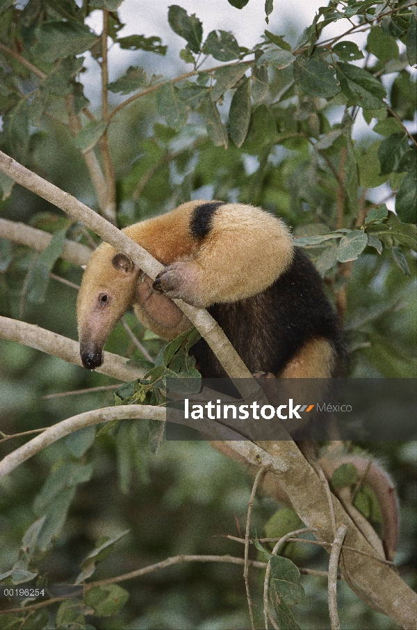 Sur oso hormiguero (Tamandua tetradactyla) en árbol, Pantanal, Brasil