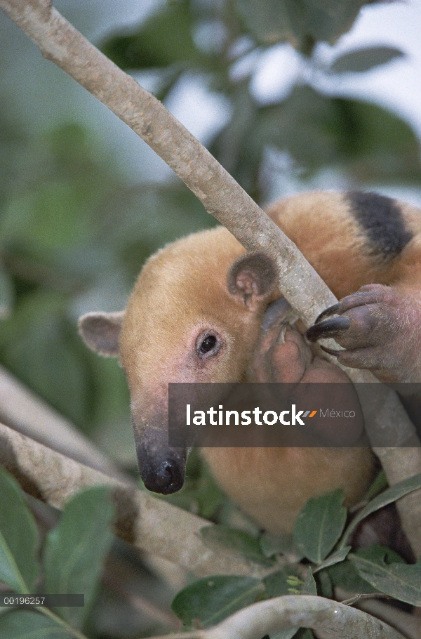 Retrato de oso hormiguero (Tamandua tetradactyla) sur, en árbol, Pantanal, Brasil