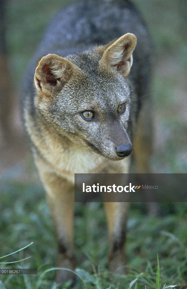 Cangrejo-comer el zorro (Cerdocyon thous), el Pantanal, Brasil