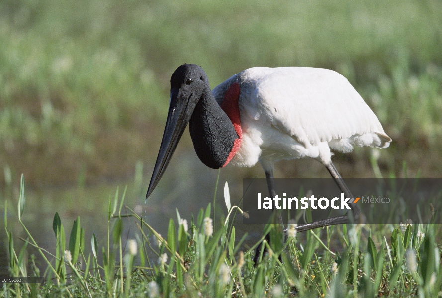 Retrato de Jabiru Stork (Jabiru mycteria), Pantanal, Brasil