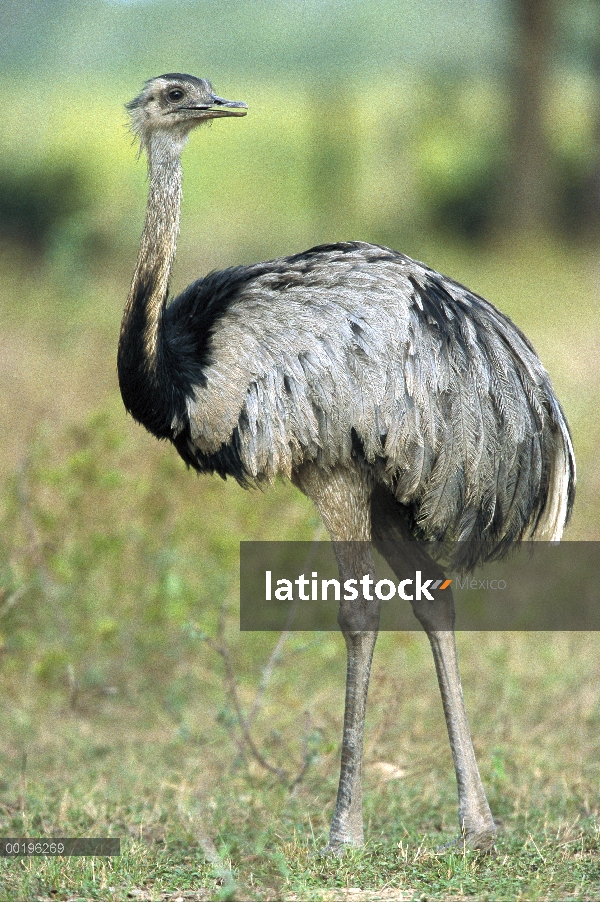 Mayor Rhea (Rhea americana), el Pantanal, Brasil