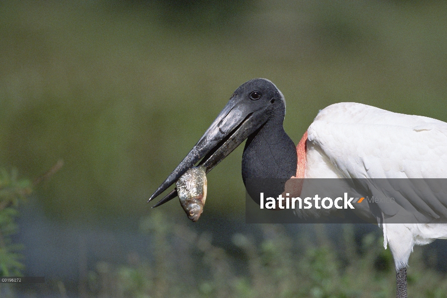 Cigüeña Jabirú (Jabiru mycteria) pescando en el arroyo, Pantanal, Brasil