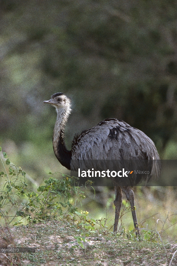 Mayor Rhea (Rhea americana), el Pantanal, Brasil