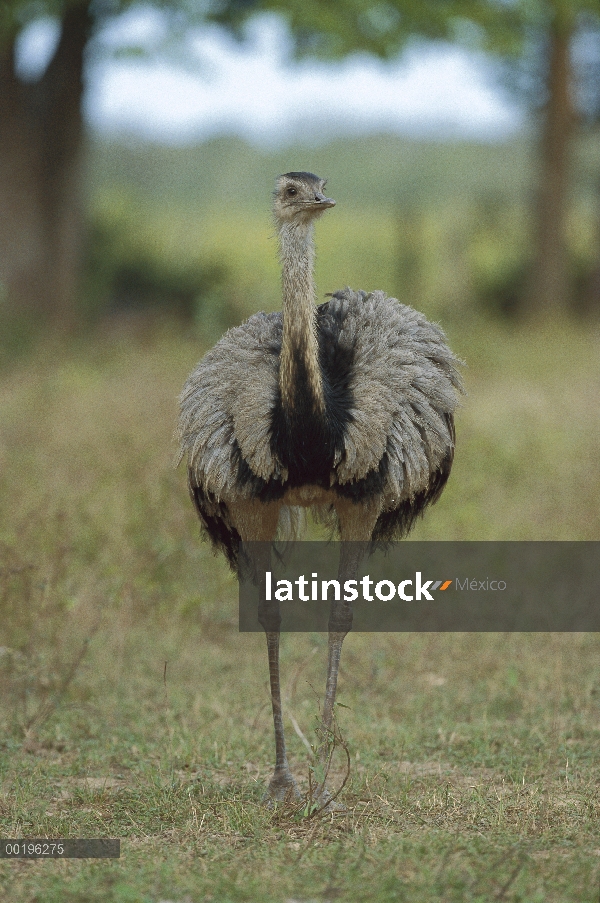 Mayor Rhea (Rhea americana), el Pantanal, Brasil