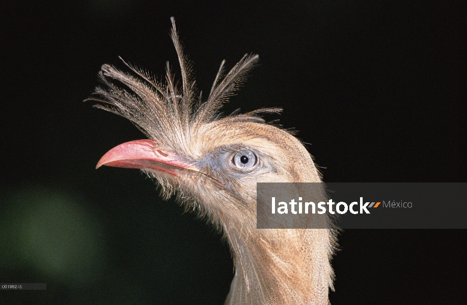 Chuña patas rojas (Cariama cristata), el ecosistema del Pantanal, Brasil