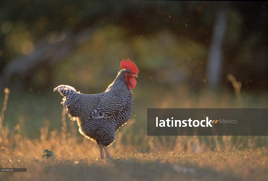 Hombre de (Gallus domesticus) de pollo doméstico, Pantanal, Brasil