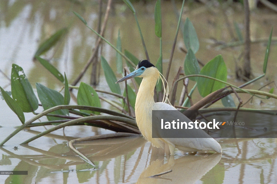 Con pie de Garza (Pilherodius pileatus) en agua, Pantanal, Brasil