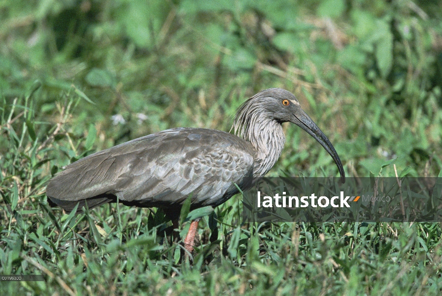 Hotel Ibis plomizo (Theristicus caerulescens), Pantanal, Brasil