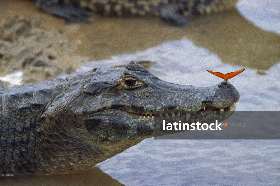 Caimán de anteojos (Caiman crocodilus) con mariposa naranja encaramado en la punta del hocico, Panta