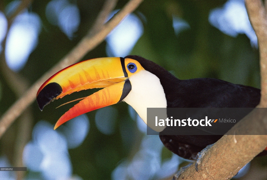 Retrato de tucán toco (Ramphastos toco), Pantanal, Brasil