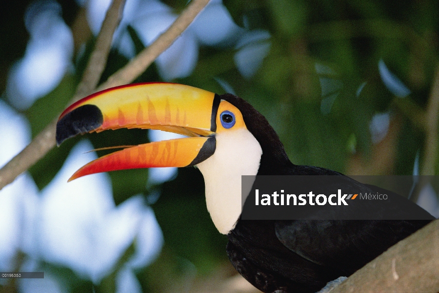 Retrato de tucán toco (Ramphastos toco), Pantanal, Brasil