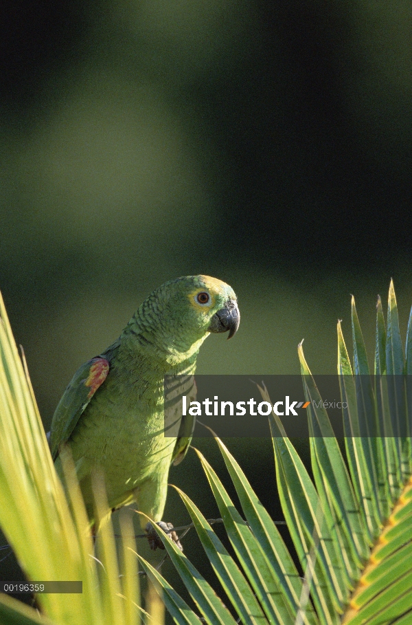 Loro de frente azul (Amazona aestiva), el ecosistema del Pantanal, Brasil