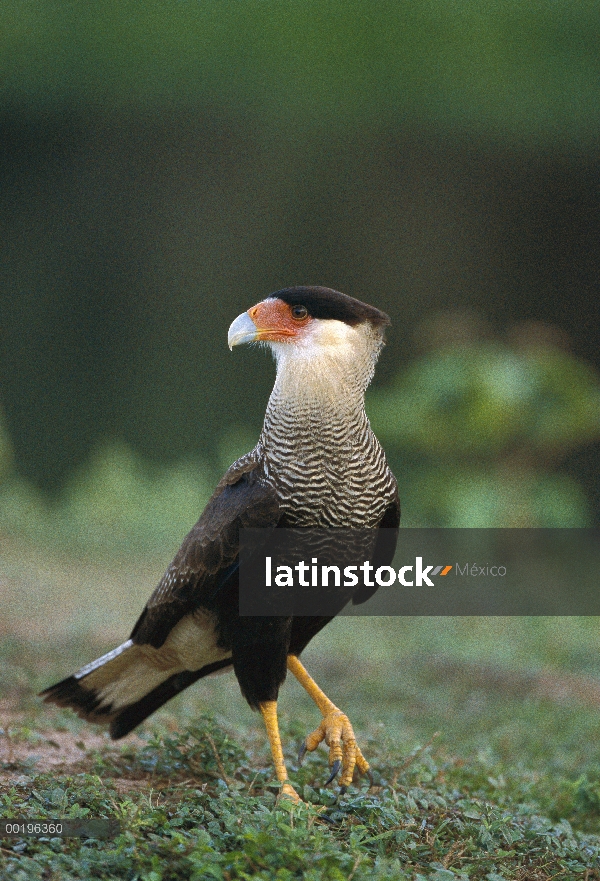 Carancho (Caracara plancus), el Pantanal, Brasil