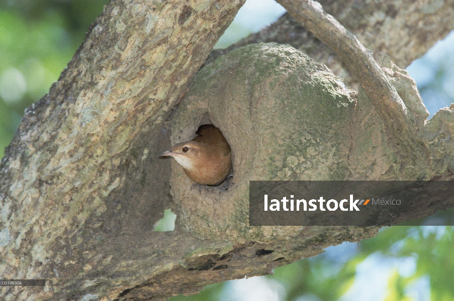 Rufous Hornero (Furnarius rufus) en el nido, Pantanal, Brasil