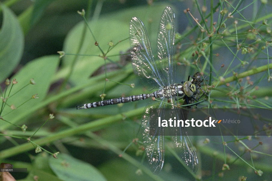 Libélula de Halconero meridional (Aeshna cyanea) recién salido de chrysalis, Munich, Alemania