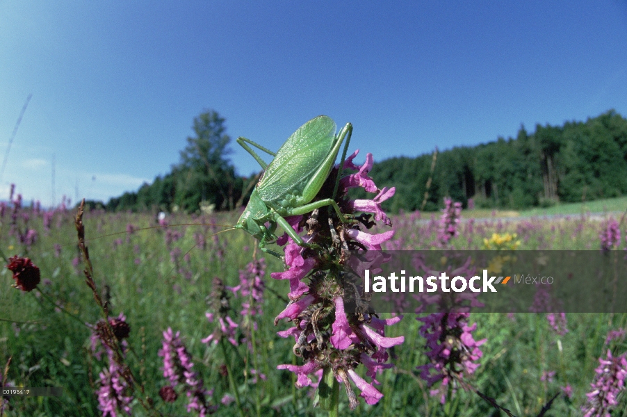 Upland Green Bush-grillo (Tettigonia cantans) en flores de color púrpura, Alemania