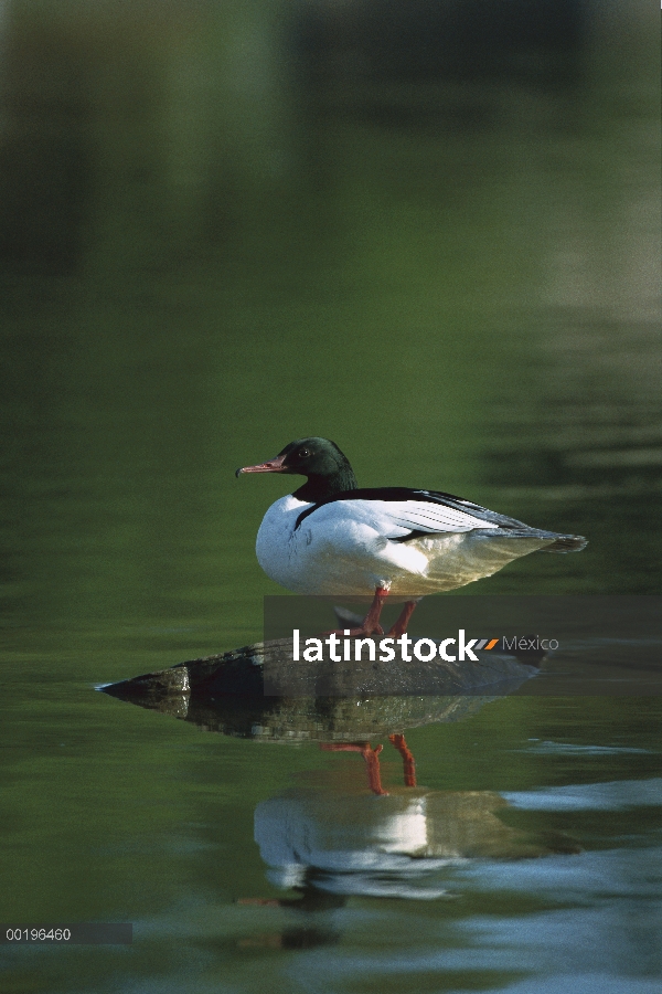 Común Merganser (Mergus merganser) hombre que está parado en la roca en estanque, Alemania