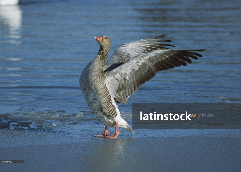 Ansar (Anser anser) en hielo, estirando sus alas, Alemania