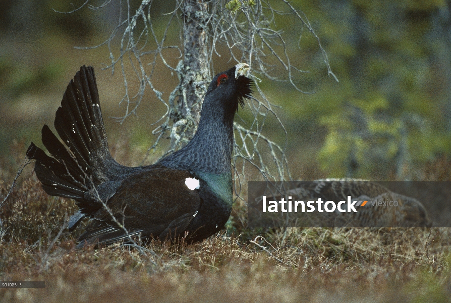 Occidental urogallo (Tetrao urogallus) masculino mostrando para camuflados mujer, Suecia