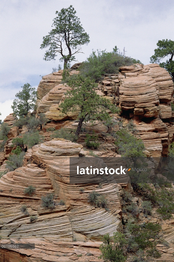 Crecen pinyons y enebros de cantos rodados de areniscas sedimentarias erosionadas, Parque Nacional d