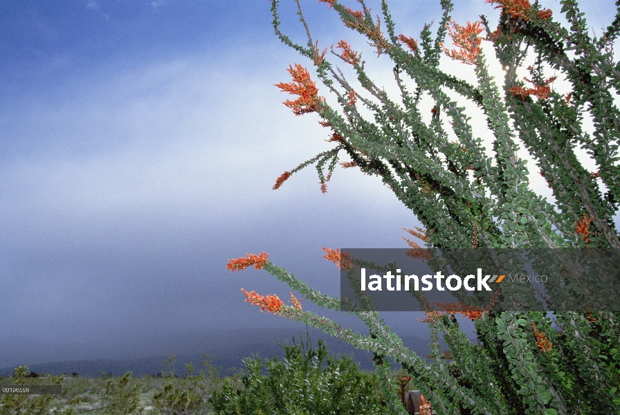 Cactus de Ocotillo (Fouquieria splendens) en floración, Anza-Borrego Desert State Park, California