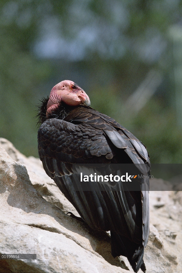 Retrato de Cóndor de California (Gymnogyps californianus), América del norte