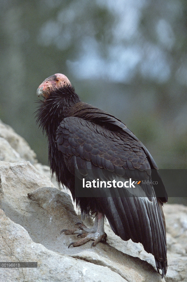 Cóndor de California (Gymnogyps californianus), América del norte