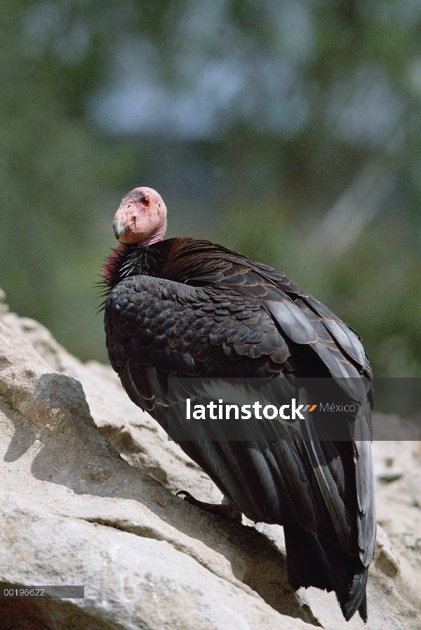 Cóndor californiano (Gymnogyps californianus), encaramado en una roca, América del norte