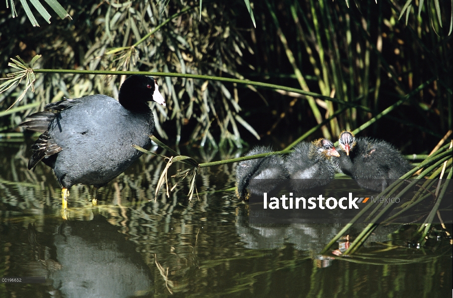 Padre de focha americana (Fulica americana) con tres polluelos en un humedal, América del norte