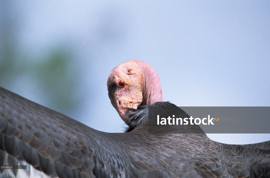 Cóndor de California (Gymnogyps californianus) preening, California