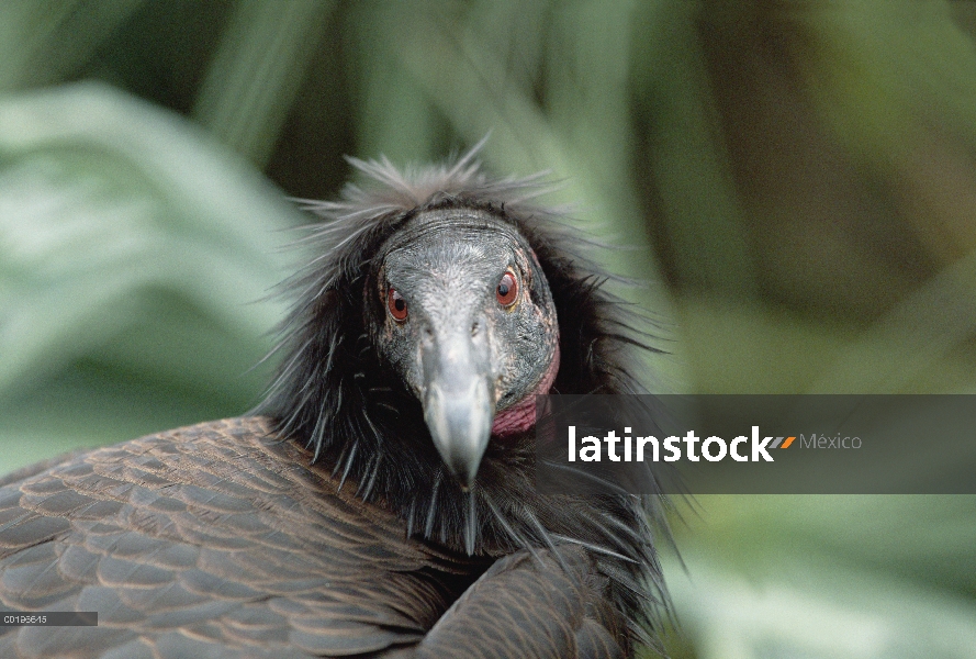 Cóndor de California (Gymnogyps californianus) retrato de aves inmaduras, América del norte