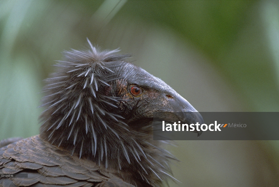 Cóndor de California (Gymnogyps californianus) retrato de aves inmaduras, América del norte